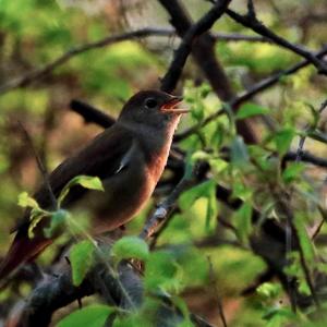 Common Nightingale