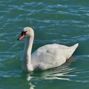 Mute Swan