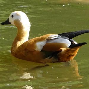 Ruddy Shelduck