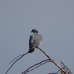 Common Wood-pigeon