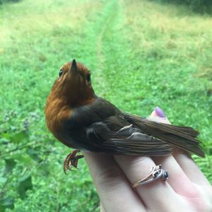 European Robin