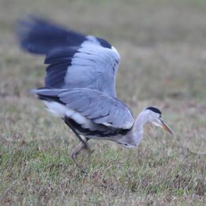 Grey Heron