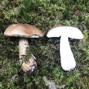 Bitter Bolete