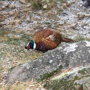 Common Pheasant