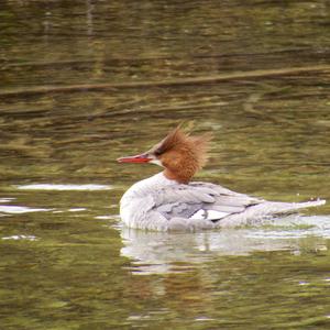 Common Merganser