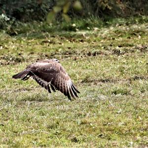 Mäusebussard