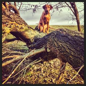 Rhodesian Ridgeback