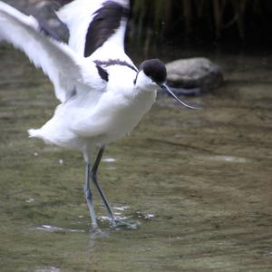 Pied Avocet