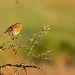 European Robin