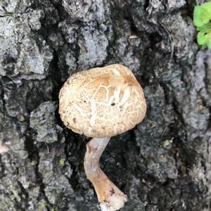Spring Agrocybe