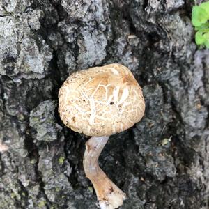 Spring Agrocybe