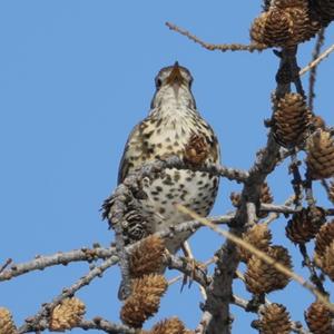 Mistle Thrush