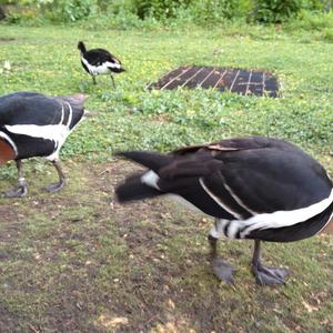 Red-breasted Goose