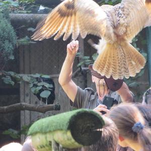 Eurasian Eagle-owl