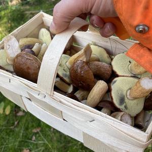 Bay Bolete