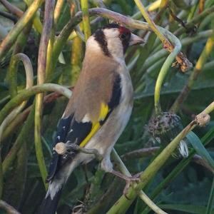 European Goldfinch