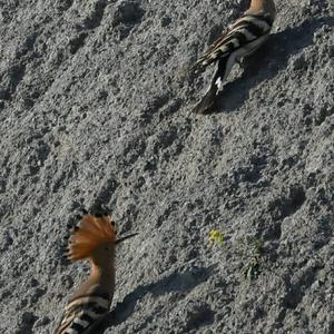 Eurasian Hoopoe