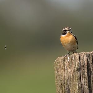 Braunkehlchen