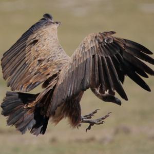 Griffon Vulture