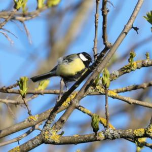 Great Tit