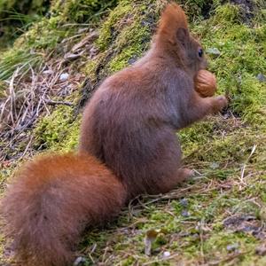 Eurasian Red Squirrel