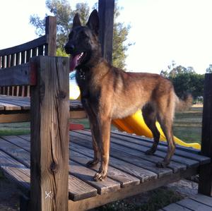 Belgian Malinois