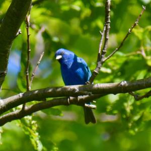 Indigo Bunting