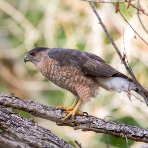 Eurasian Sparrowhawk