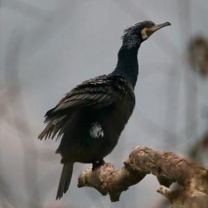 Great Cormorant