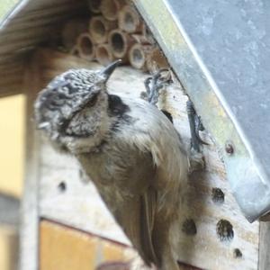 Crested Tit