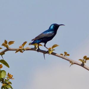 Purple Sunbird