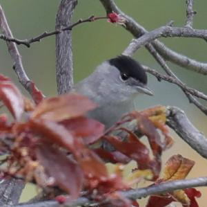 Blackcap