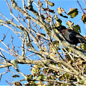 Brewer's Blackbird