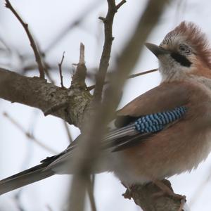 Eurasian Jay