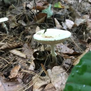 Death Cap