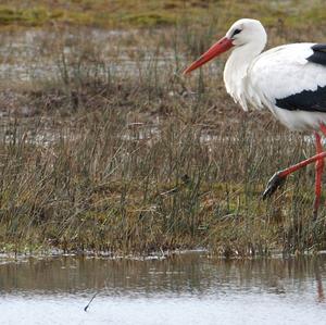 White Stork