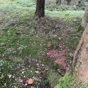 Bay Bolete