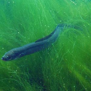 European eel