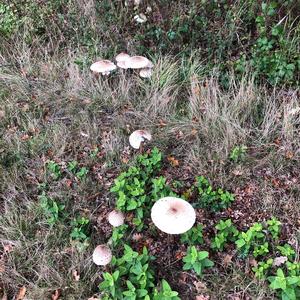 Parasol Mushroom