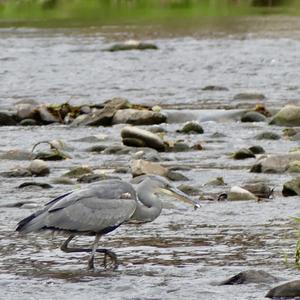 Grey Heron