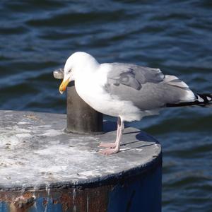 Herring Gull