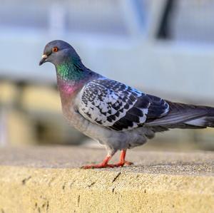 Rock Pigeon