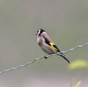 European Goldfinch