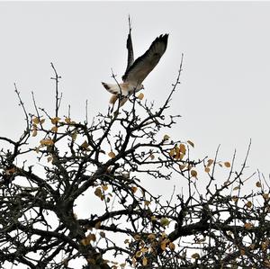 Common Buzzard