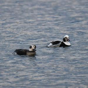 Long-tailed Duck