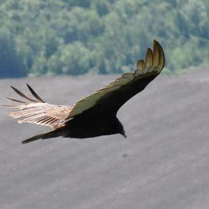 Turkey Vulture