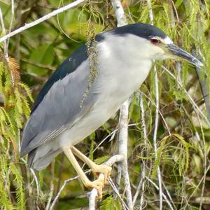 Black-crowned Night-heron