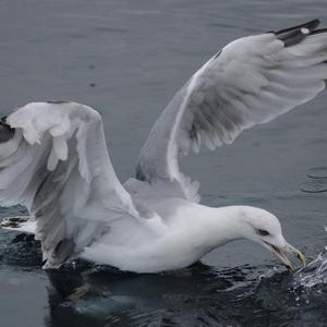 Yellow-legged Gull