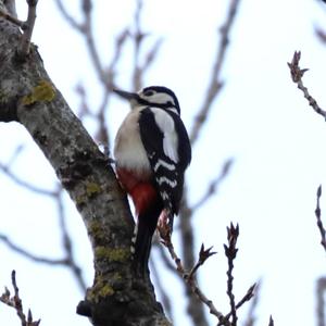 Great Spotted Woodpecker