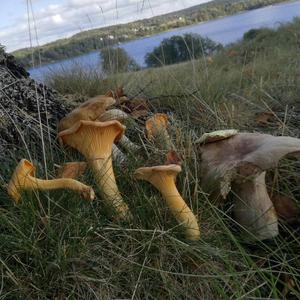 Chanterelle, Common